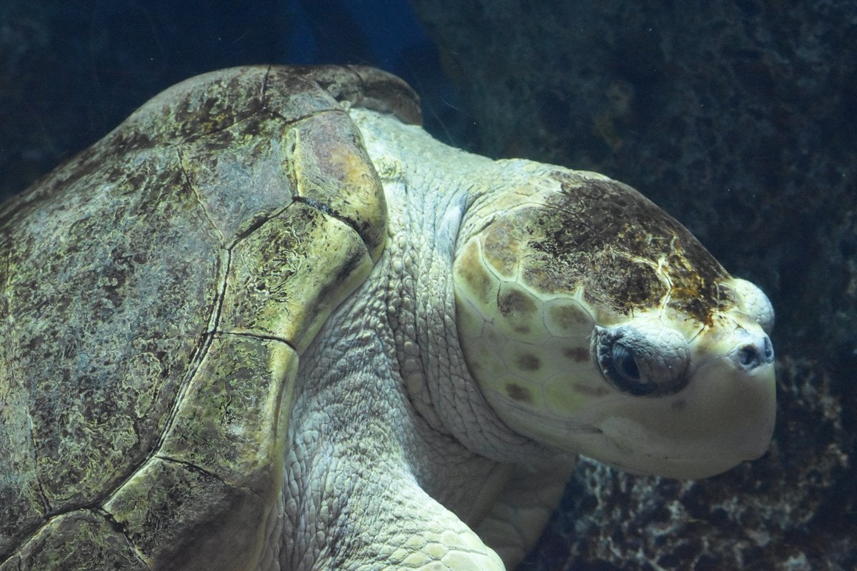 South Carolina Aquarium - Gallery Image 3